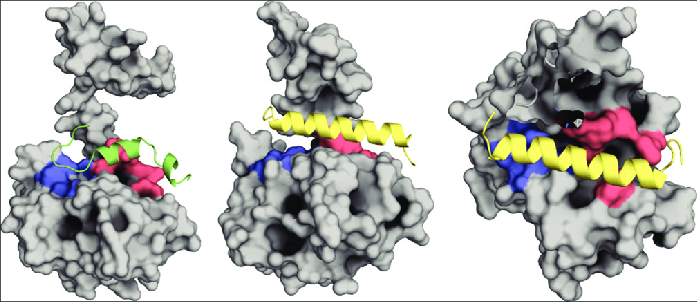 https://www.researchgate.net/figure/Molecular-models-of-the-FOXO4p53-DBD-and-FOXO4-DRI-p53-DBD-complexes-A-Predicted_fig3_374823906