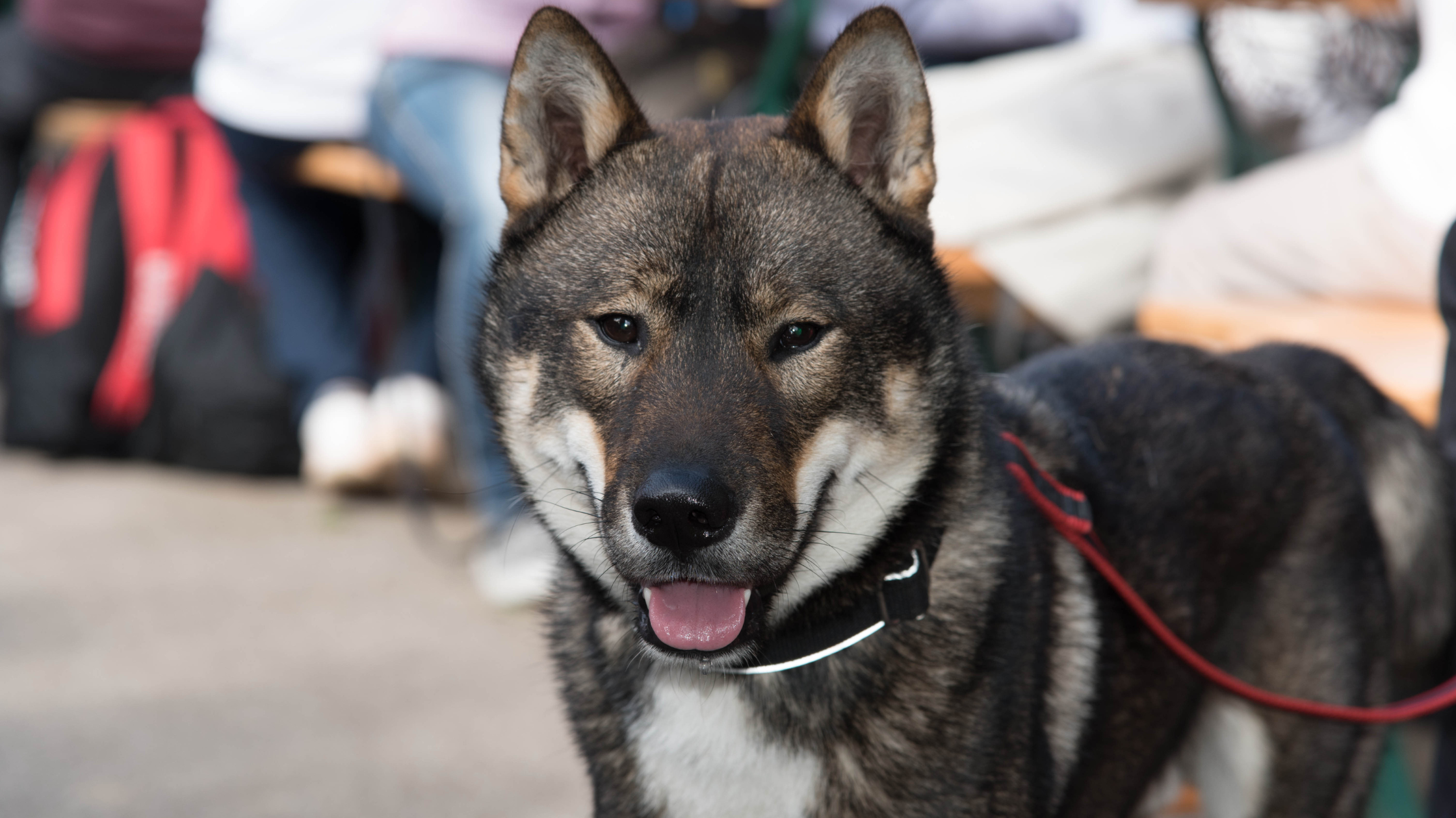 A well trained and socialized Shikoku dog on a leash