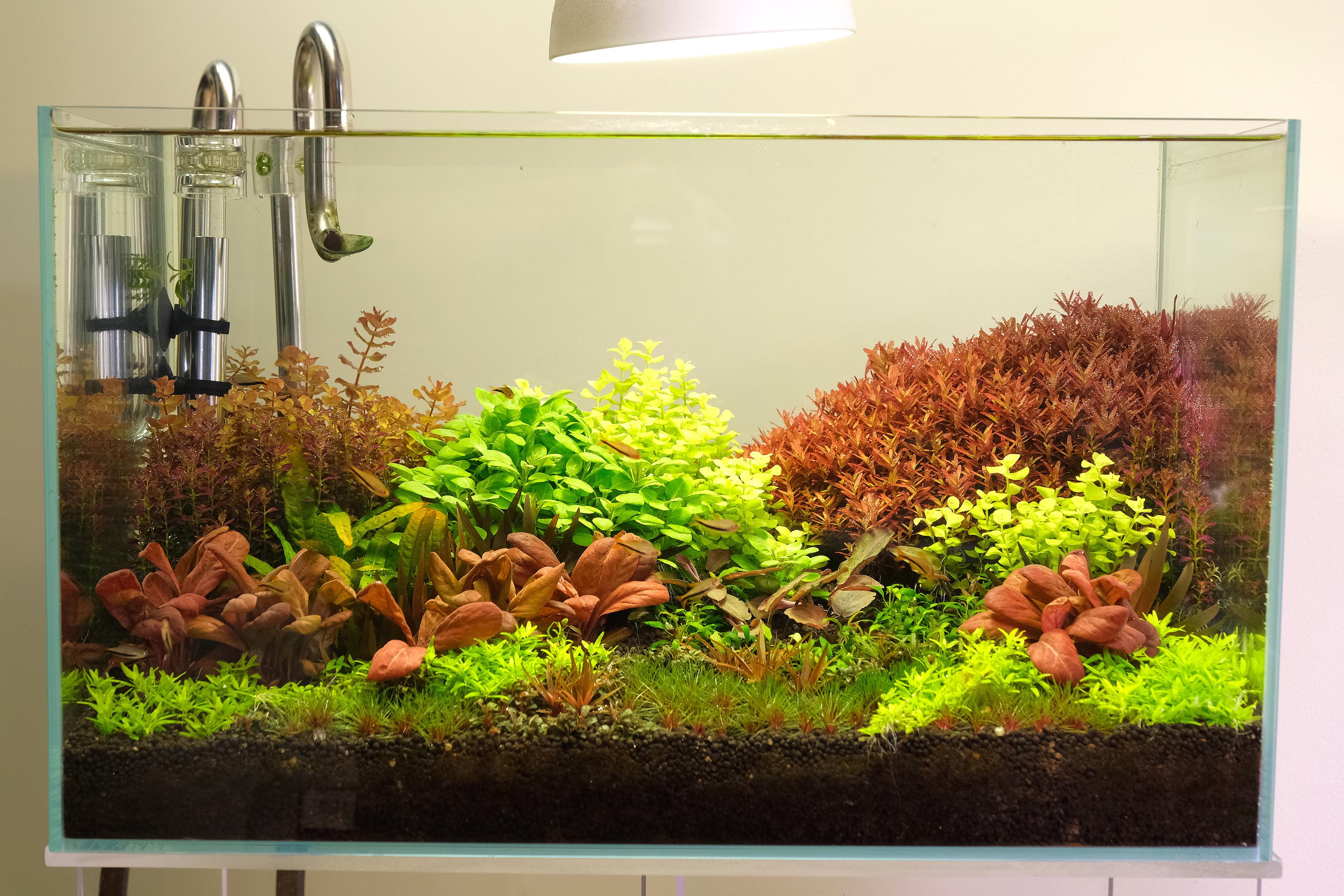 Dutch Style Aquarium lit by a desk lamp