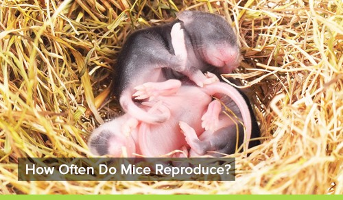 How fast do mice multiply - Competitive Pest Control