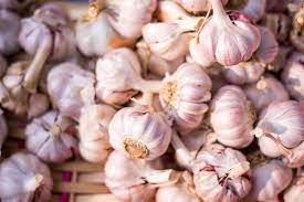 Garlic to keep slugs away