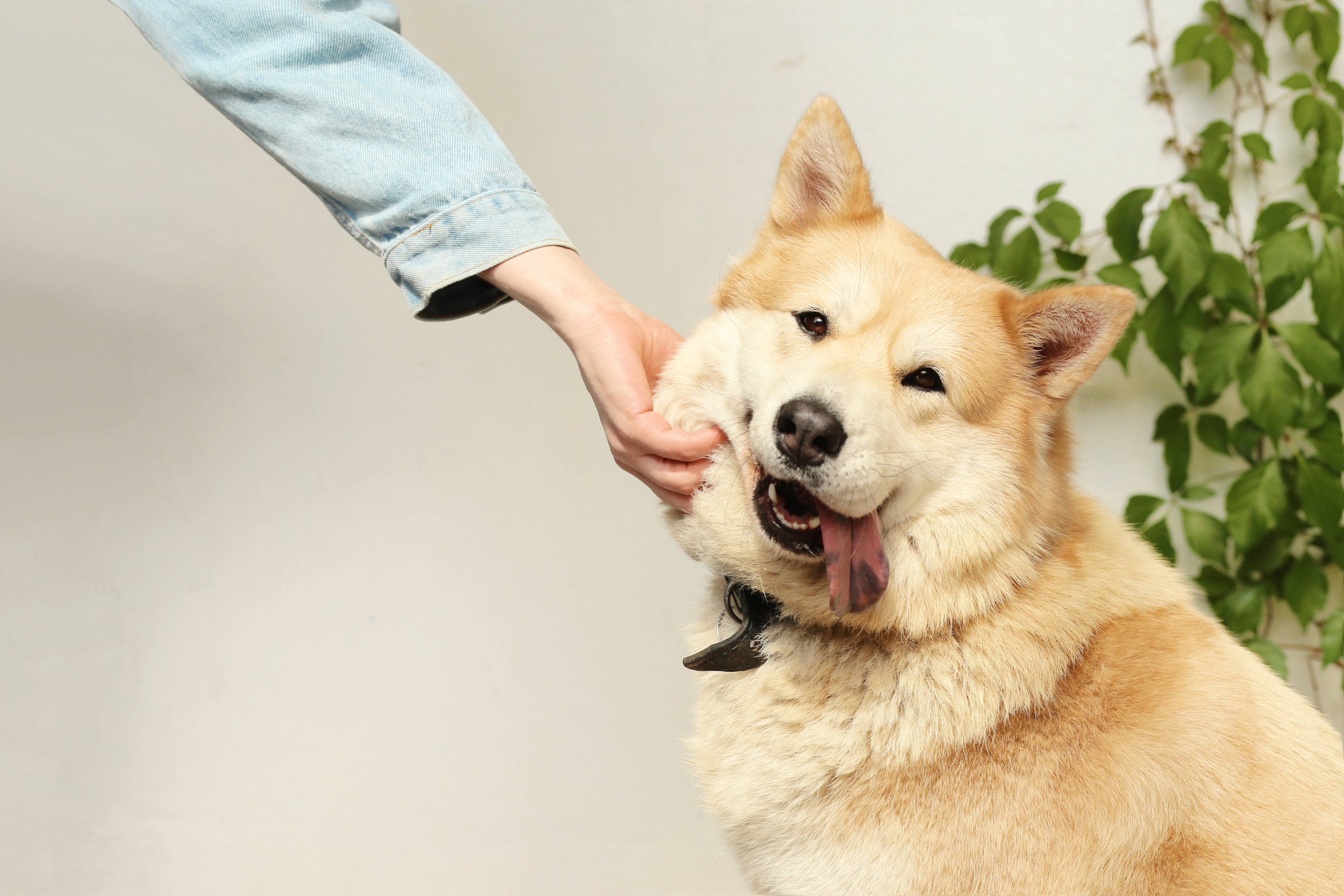 Apartments that allow all dog sale breeds