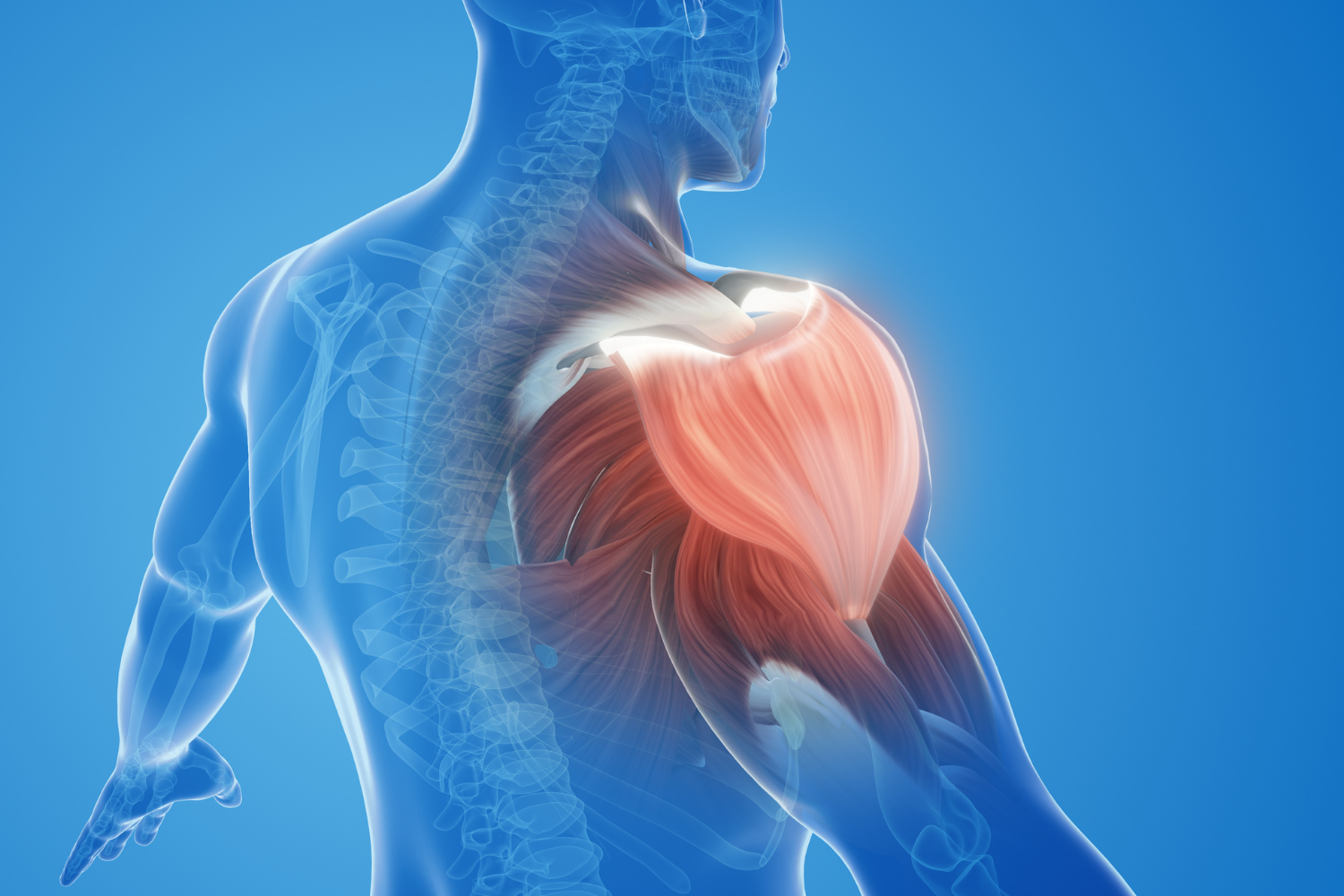 Illustration of muscle fibers contracting and relaxing.