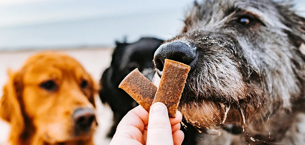 Treats in Training Sessions