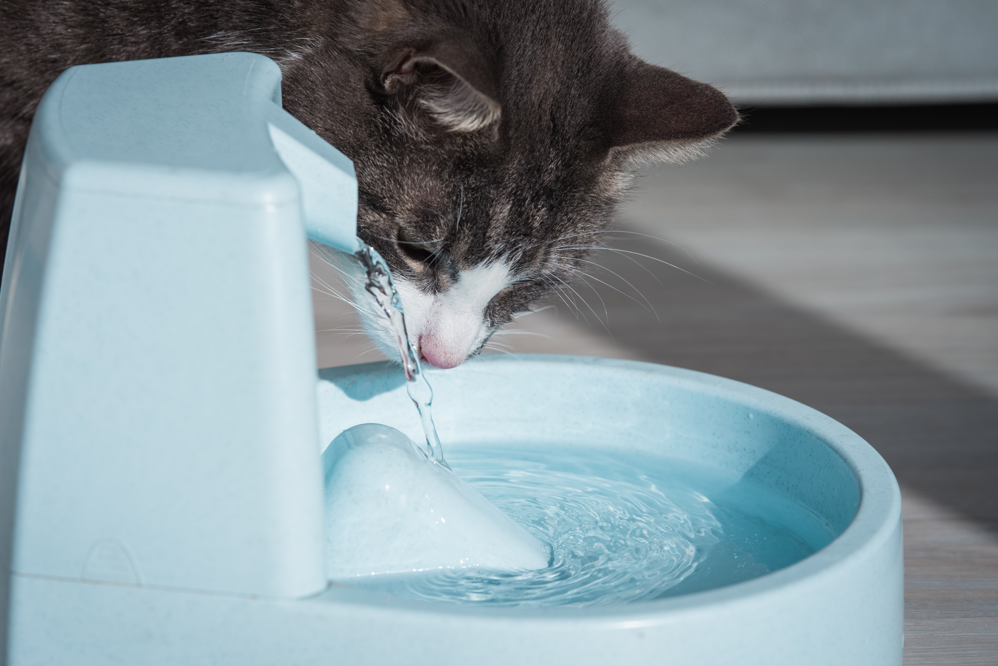 https://www.istockphoto.com/de/foto/katze-mit-wasserspender-katze-wasserbrunnen-haustier-durst-dehydrierung-bei-einer-gm1292164945-387057768?phrase=katze%20trinkt