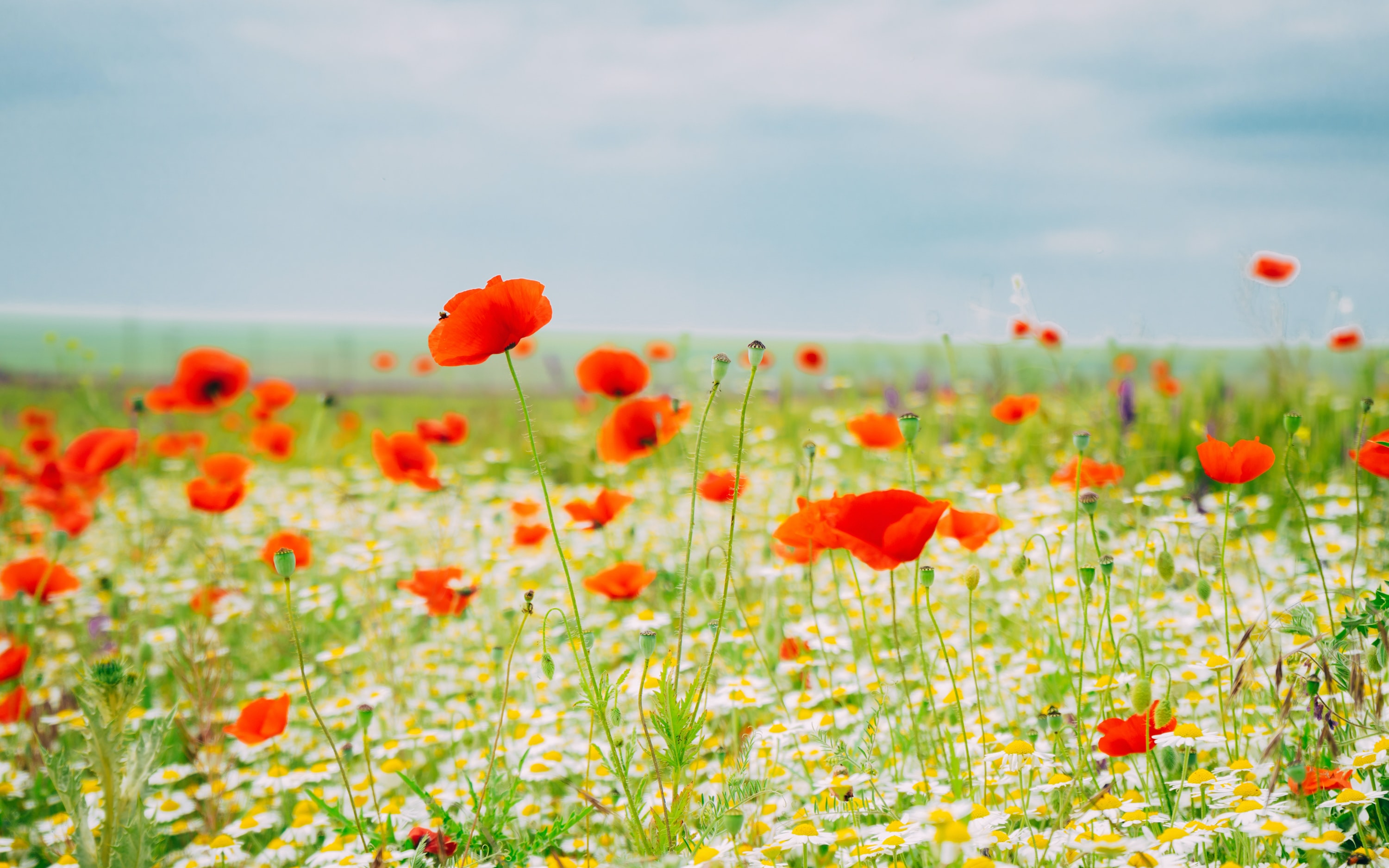 A field of red Poppy flowers.