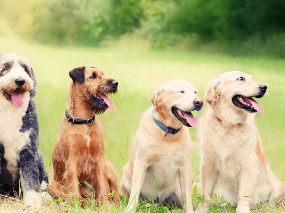 Training Tips for Multiple Dogs