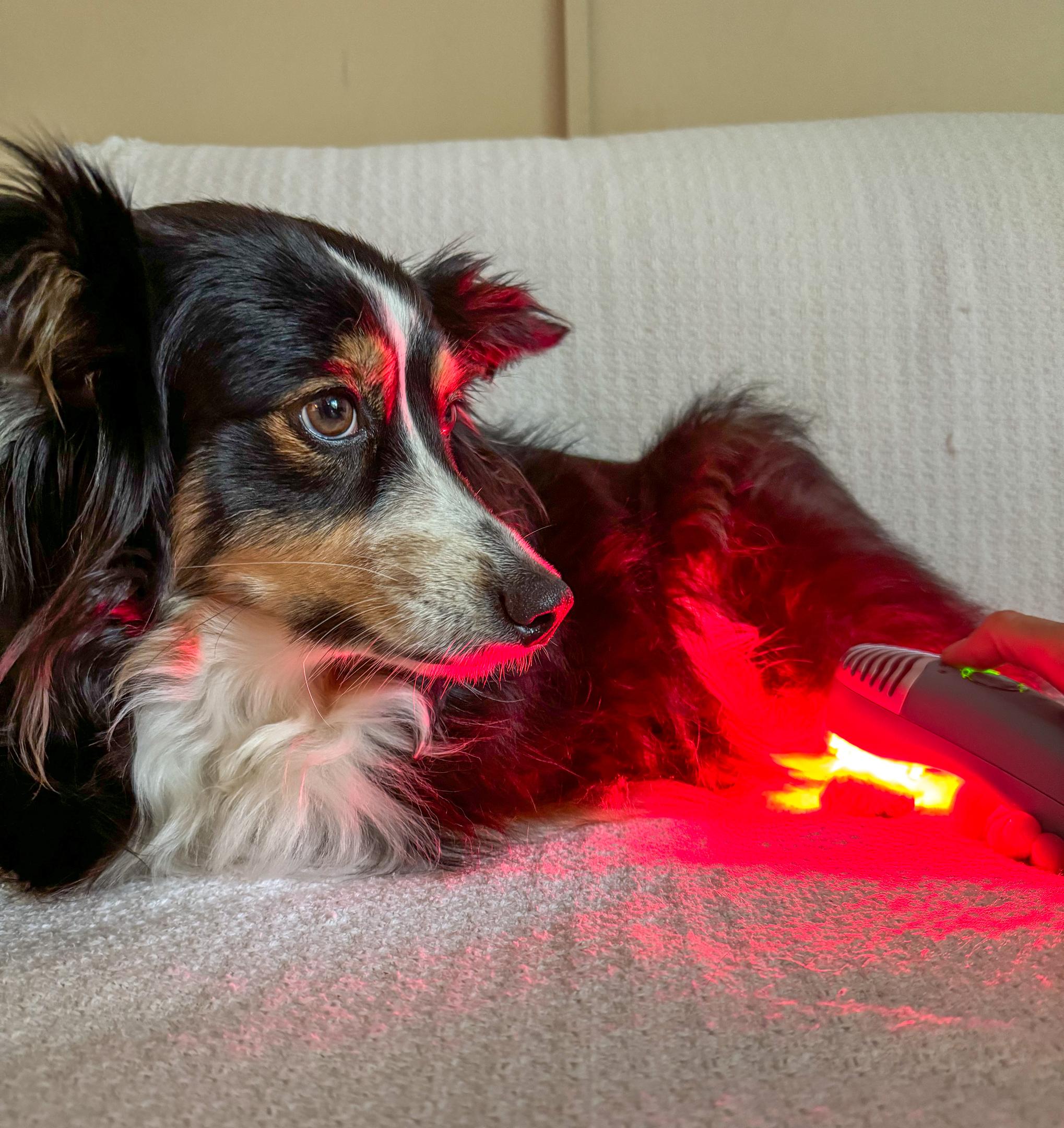 How red light therapy supports dogs using agility equipment