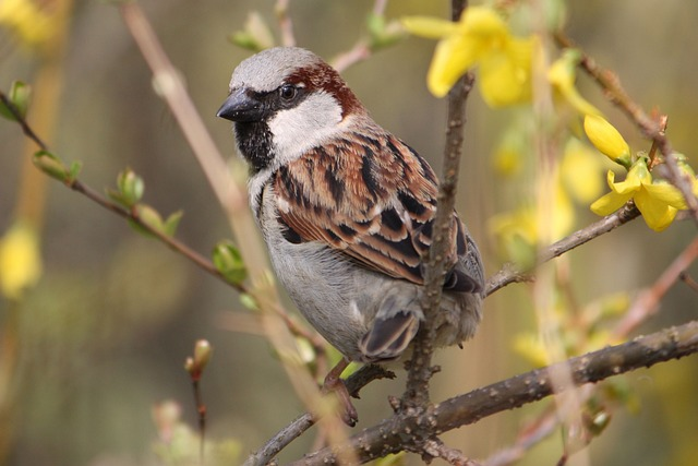 Sparrow, Birds that start with H