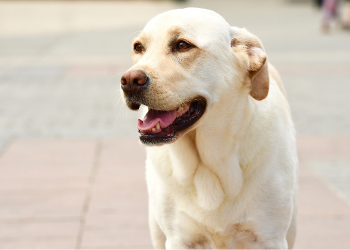 A Labrador Retriever, a popular alternative for a family pet. Labrador Retriever image credit: Canva.