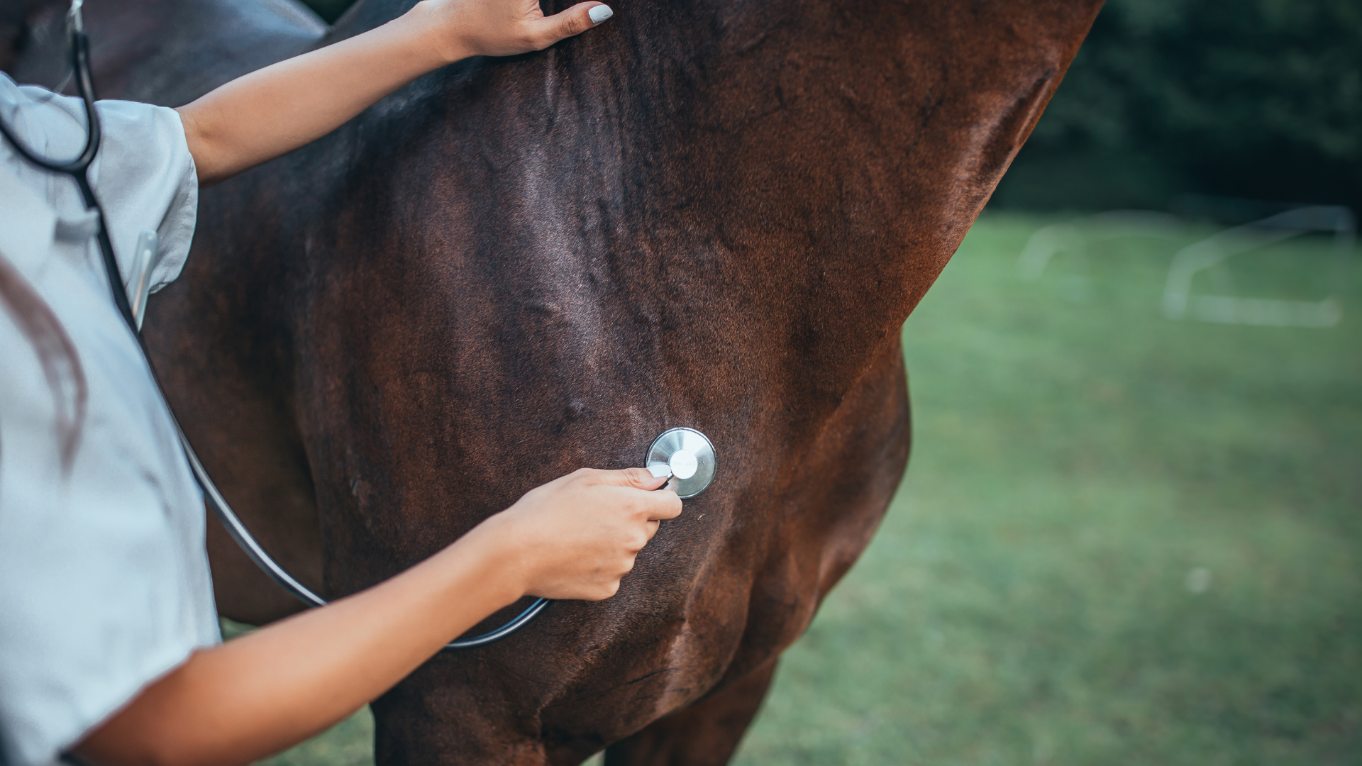 Pferd, Kolik, Tierärzte