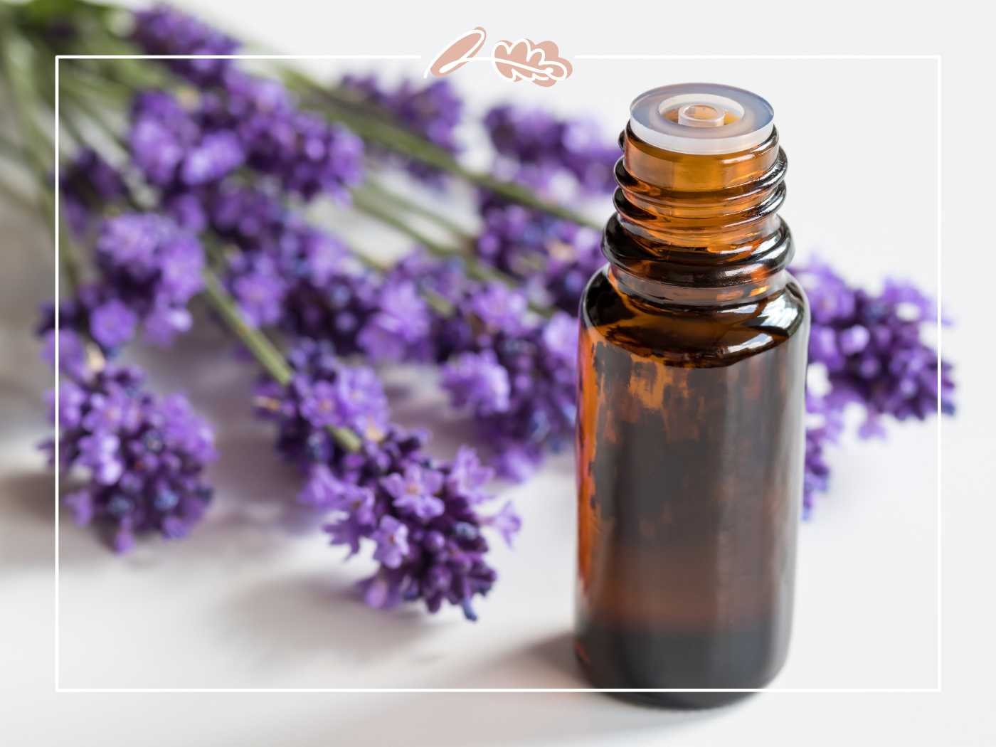 Lavender essential oil bottle with lavender flowers in the background by Fabulous Flowers and Gifts