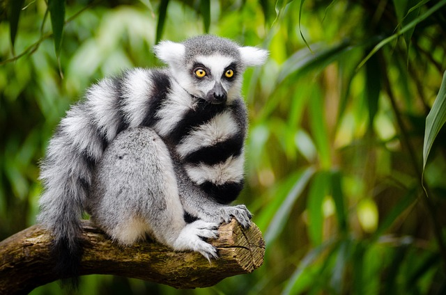 Lemur, jungle, animals that start with L