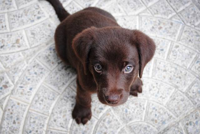 Short-Coated Brown Labrador Pup
