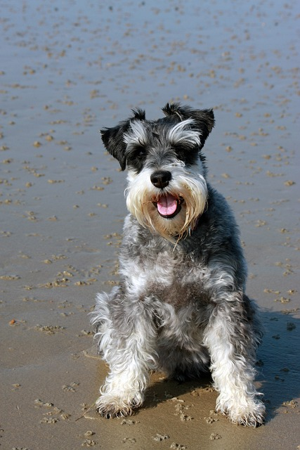 schnauzer, dog, schnauzer, miniature schnauzer's ears, miniature schnauzers, DOG