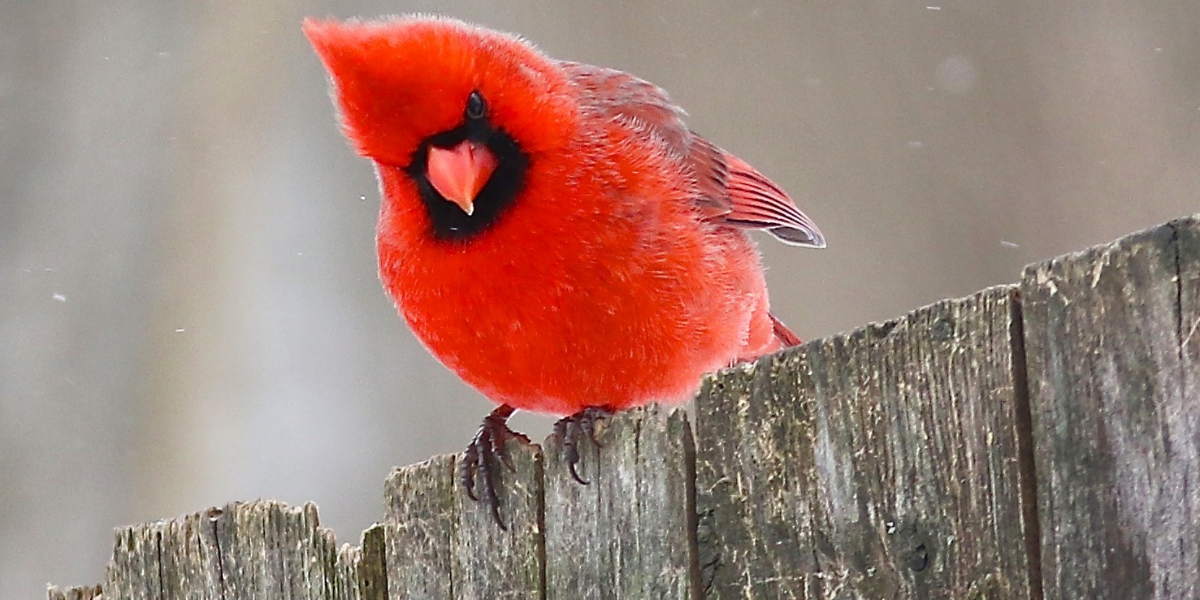 13 Interesting Animals In Kentucky