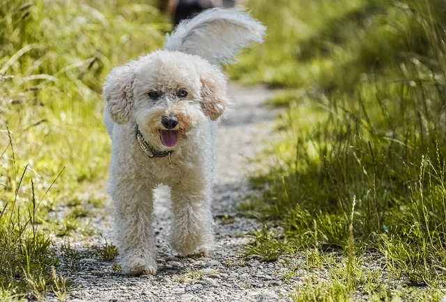 White Poodle