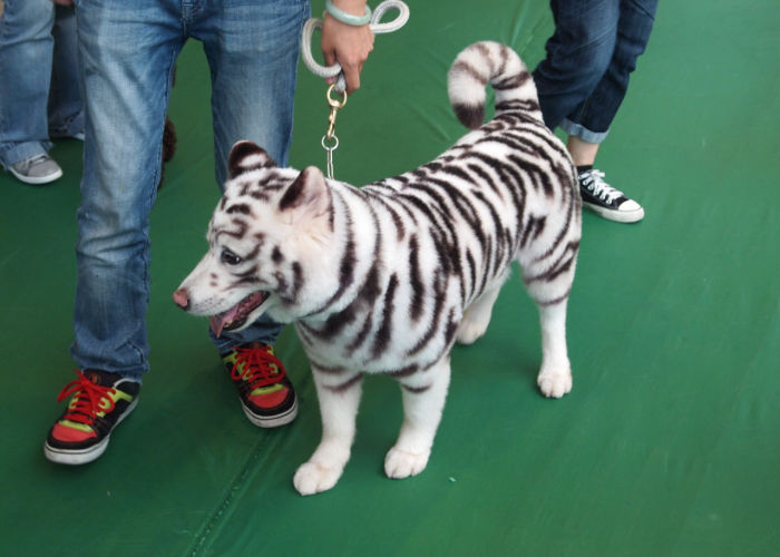 White dog dyed with black stripes to made it look like a white tiger