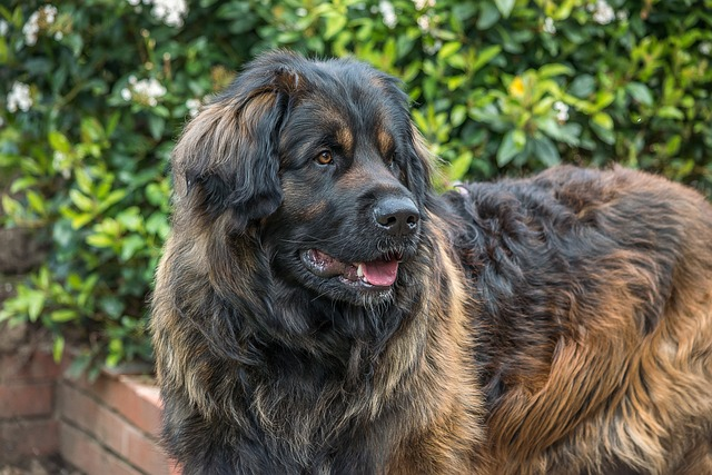 dog, leonberger, giant