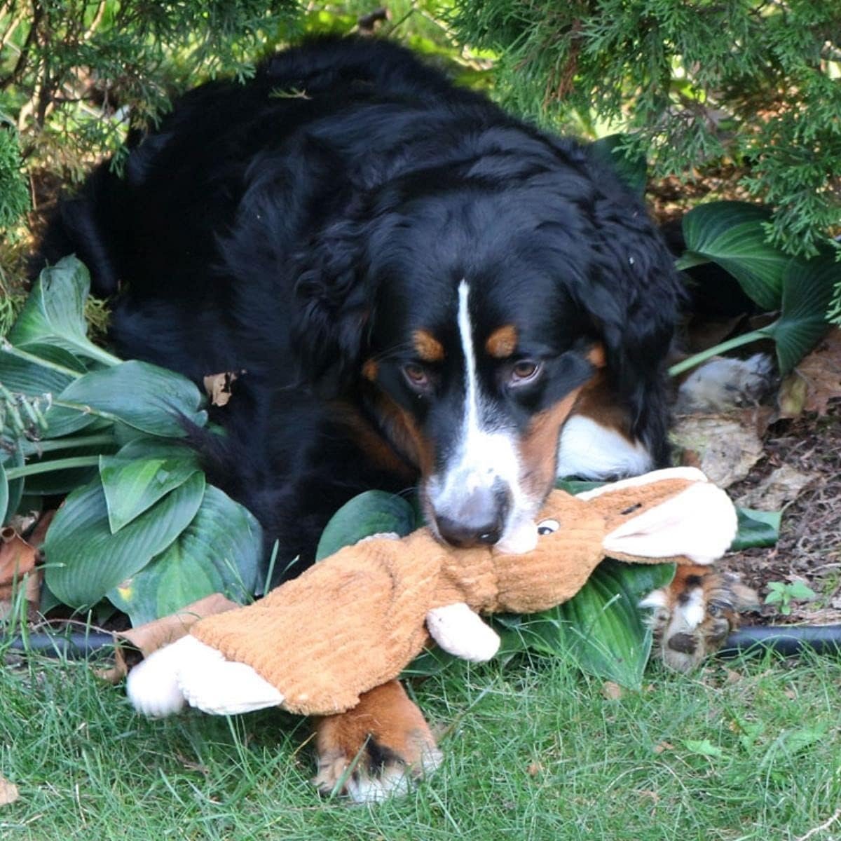 Dog toys outlet challenge their minds