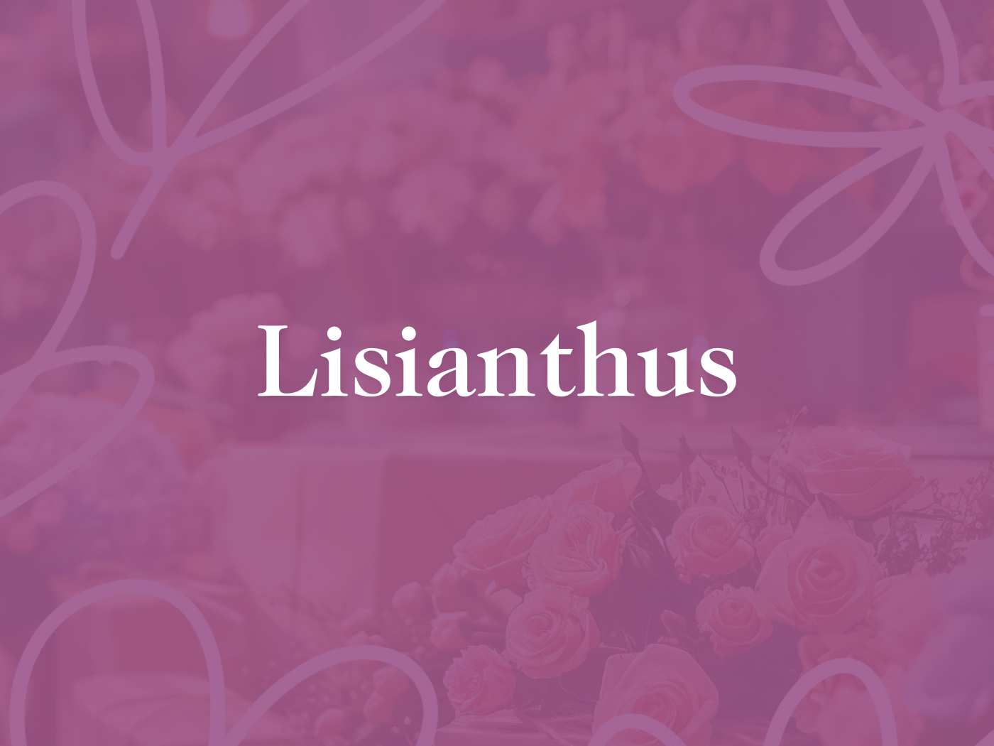 A monochrome pink-toned image featuring a soft focus on a variety of flowers, prominently displaying lisianthus, for the Lisianthus Collection by Fabulous Flowers and Gifts. This artistic depiction enhances the elegant and subtle beauty of the collection.