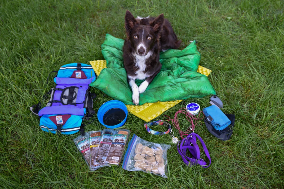 Packing for Your Pooch