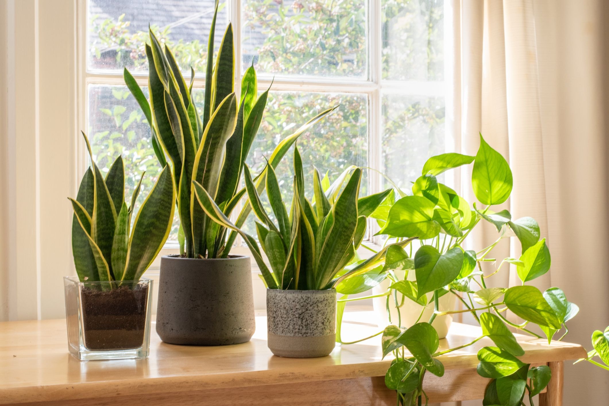 Care Tips for Your Air-Purifying Indoor Plants