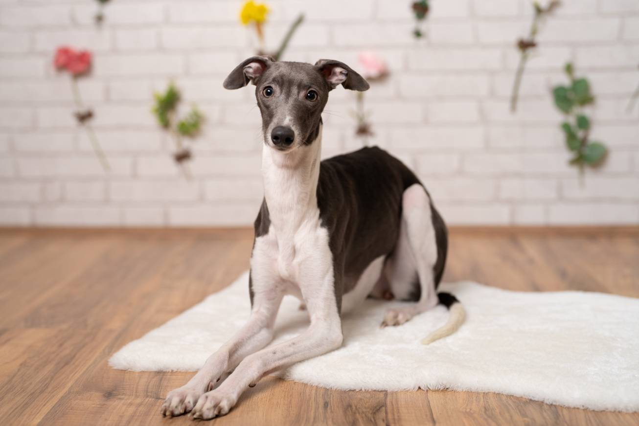 whippet , grooming