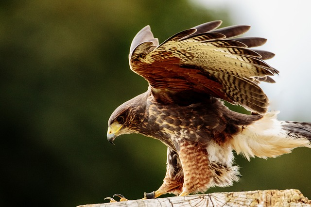 yellow billed kite, bird of prey, kite