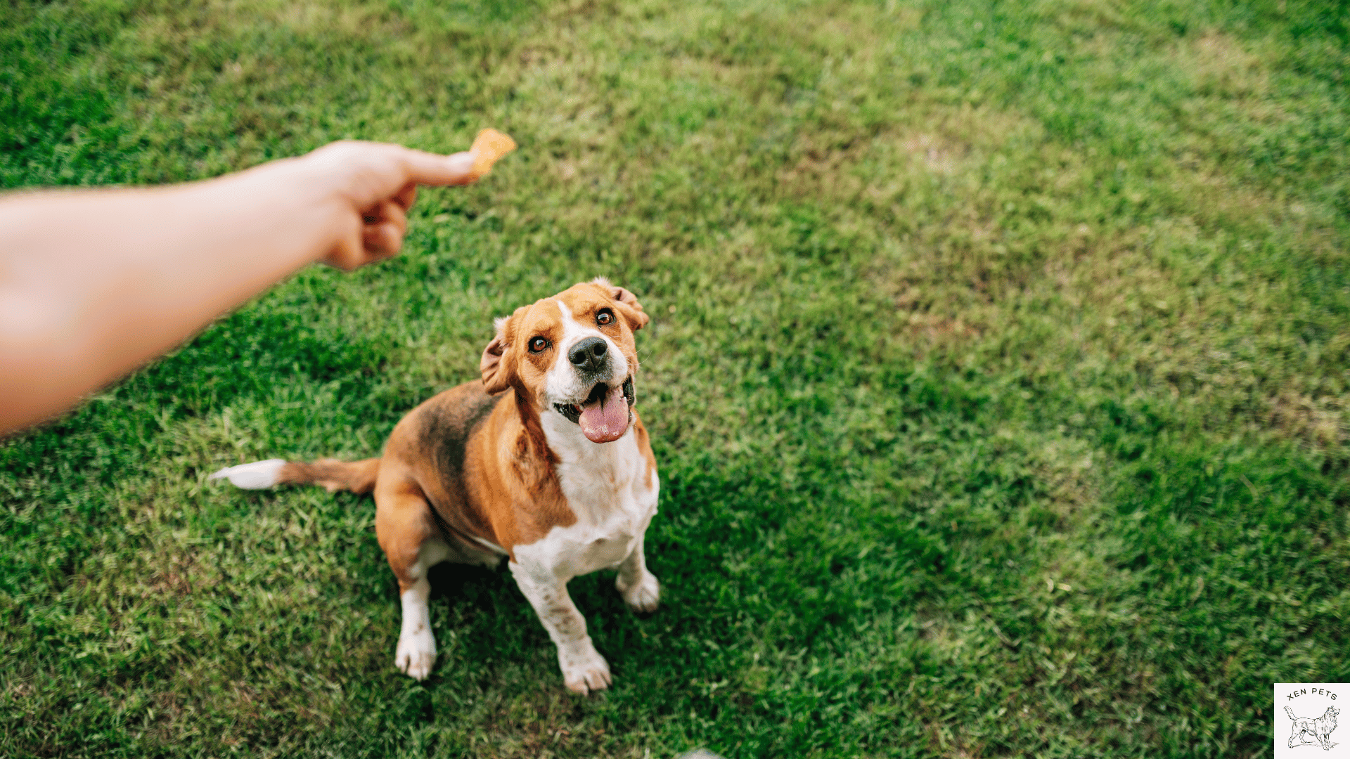 dog receiving a treat