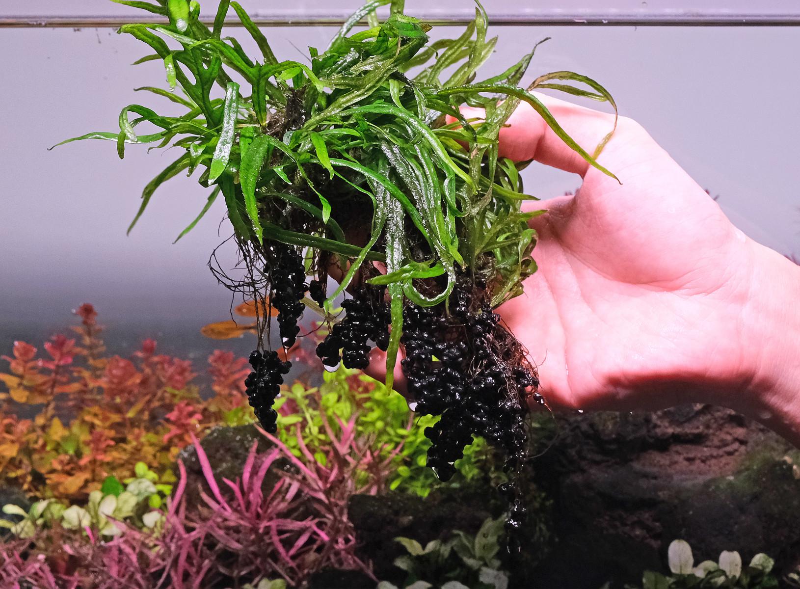 Hand holding a bunch of Java fern 'trident' with roots clinging to aquasoil