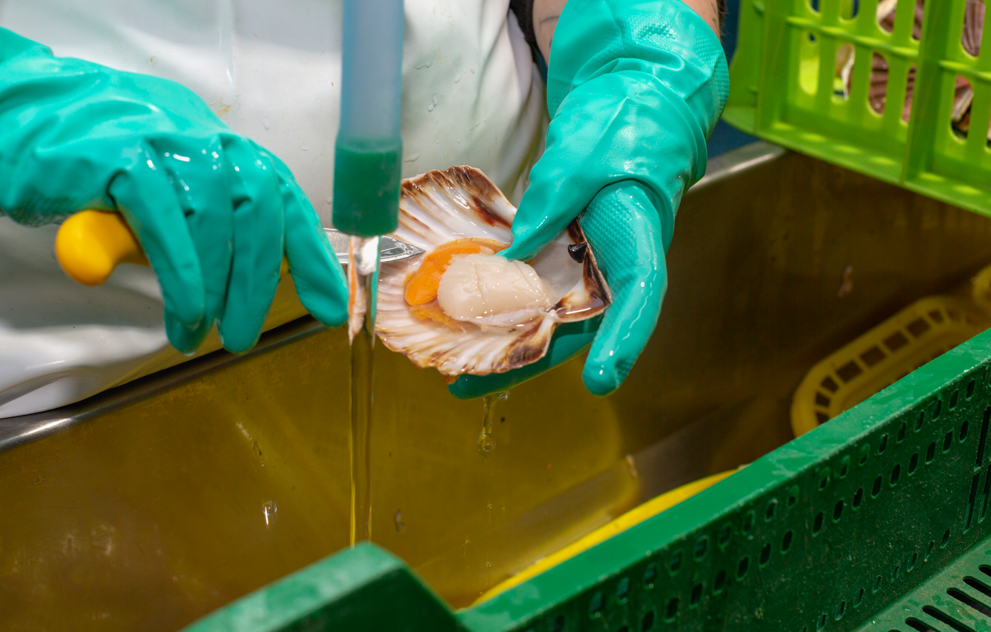 Shellfish Allergy Symptoms And Effective Solutions - Intolerance Lab