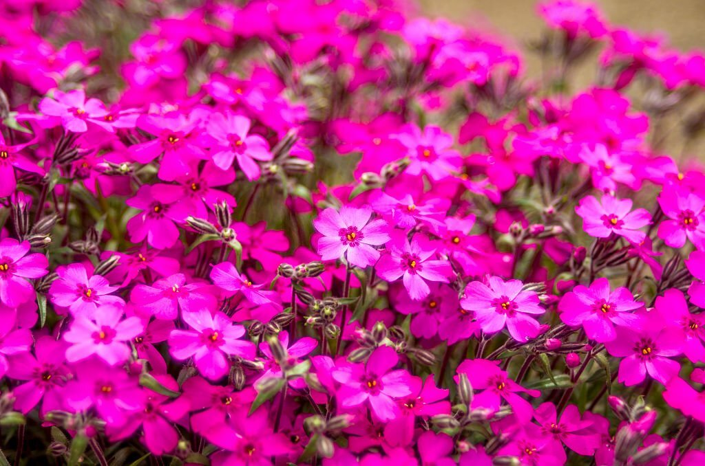 Moss Phlox