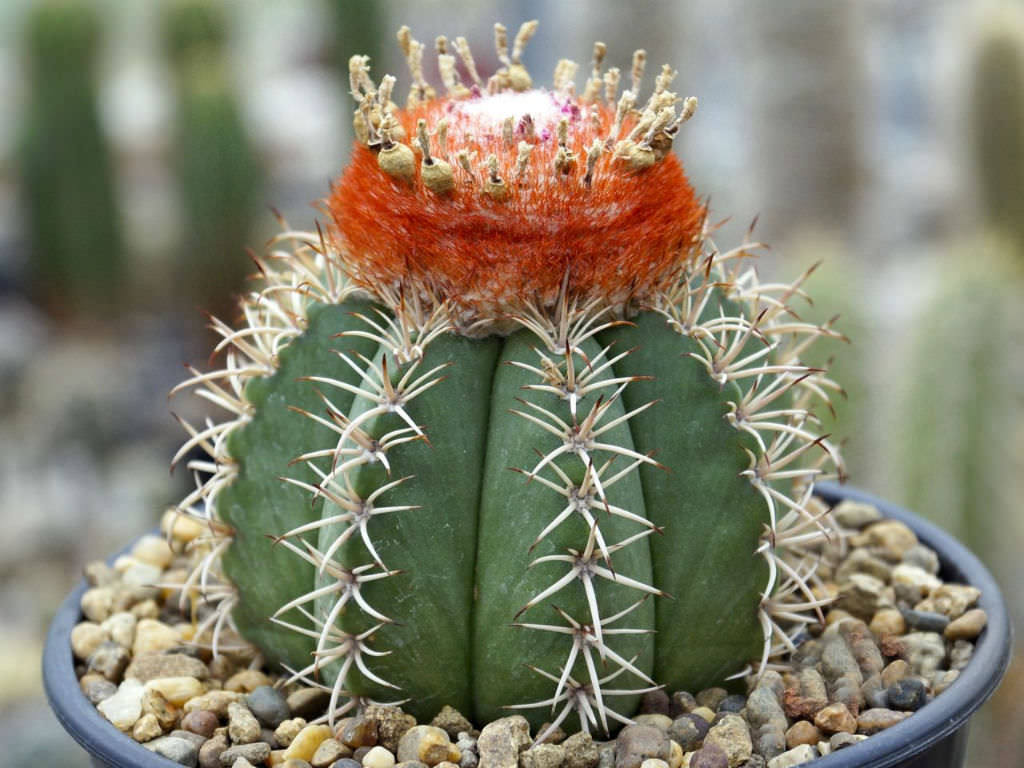 cacti species, tiny, soil