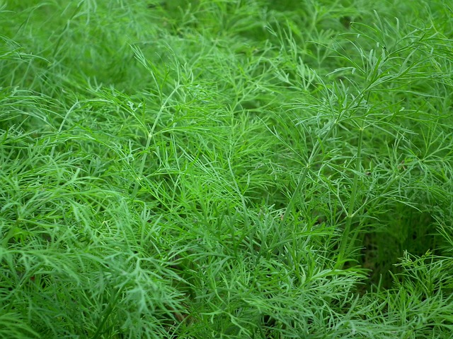 dill, seasoning, salad