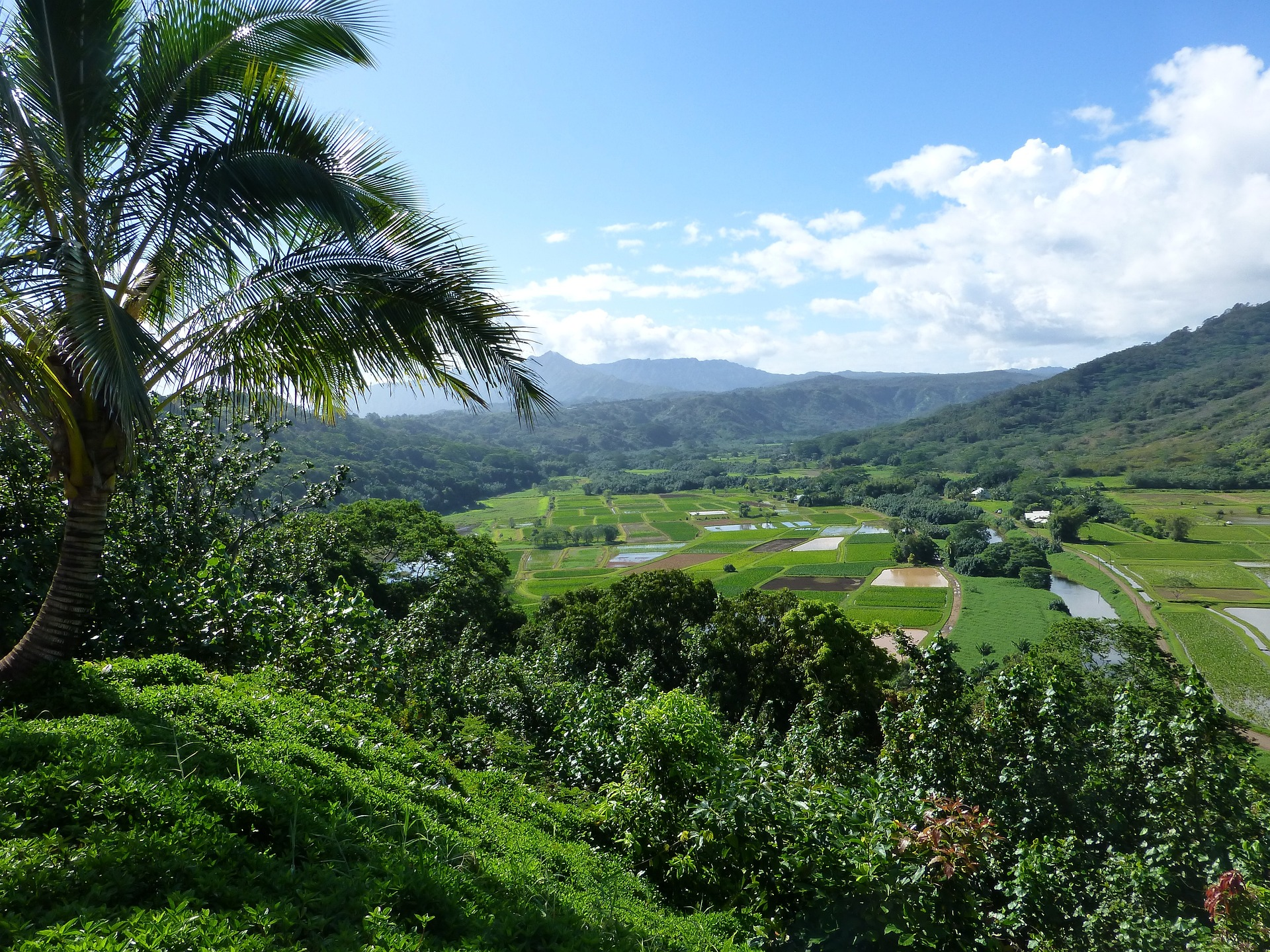 A scenic of Hanalei Valley Lookout in Kauai. A view of a lot of greenery and small houses in the middle.
