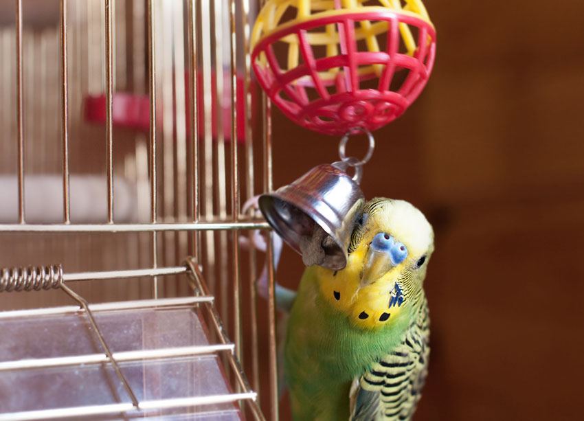 Is it Too Cruel to Keep a Bird in a Cage?