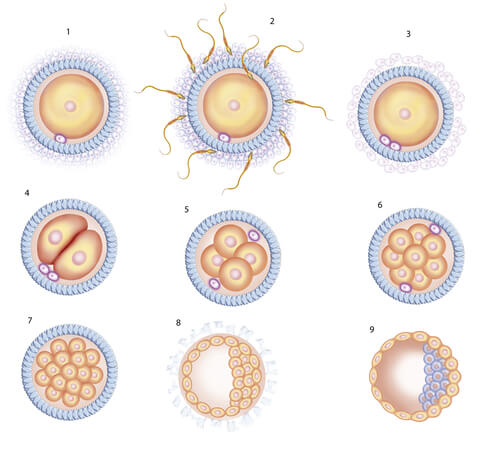 Desarrollo de los embriones