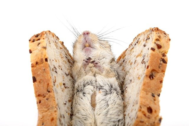 Small animal essentials - pet supplies