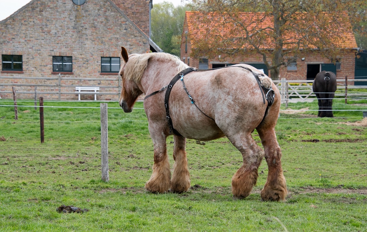 Large Belgian draft horse in a field.