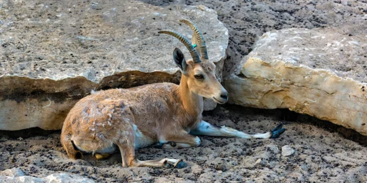interesting animals in israel