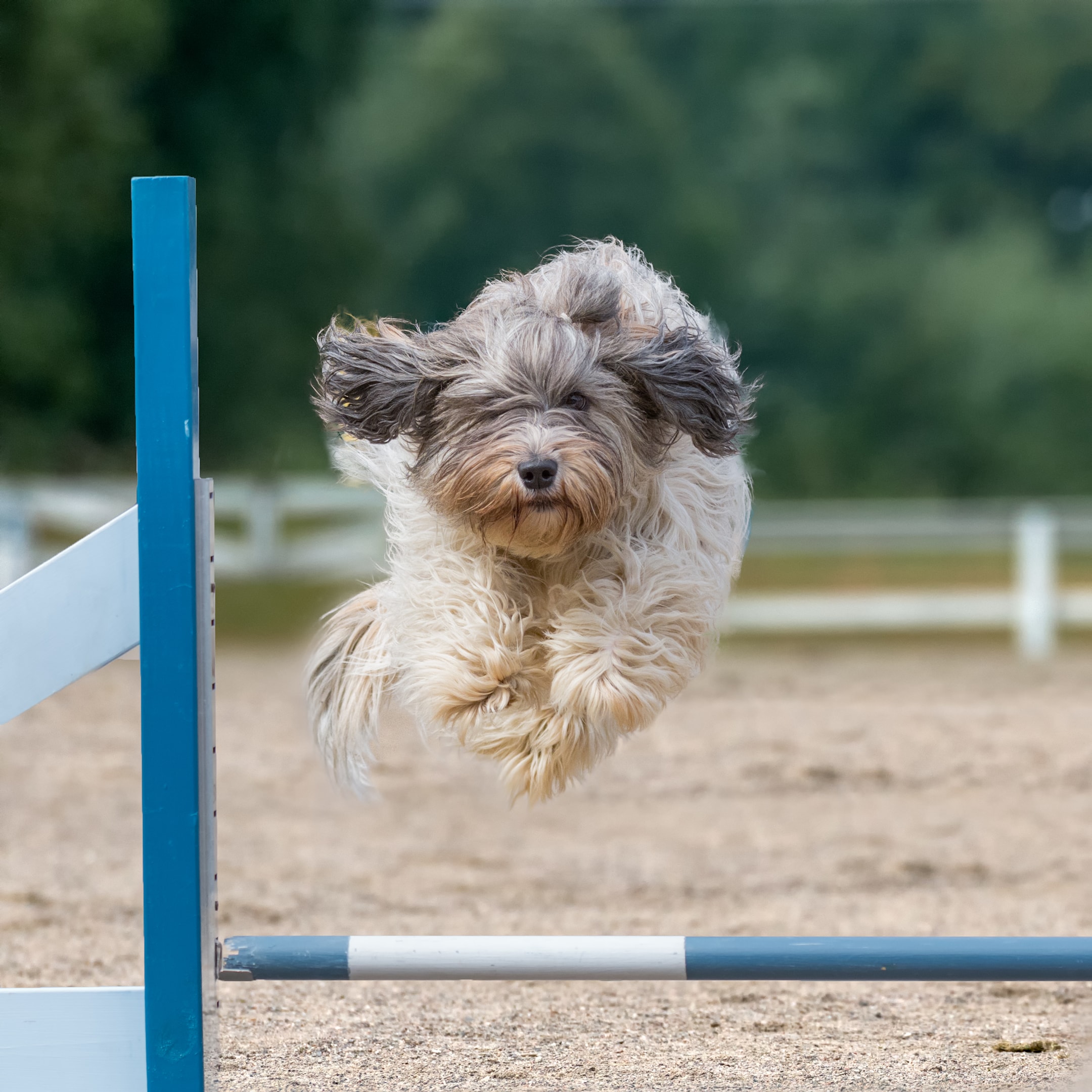 A Dutch Sheep Dog running an agility course