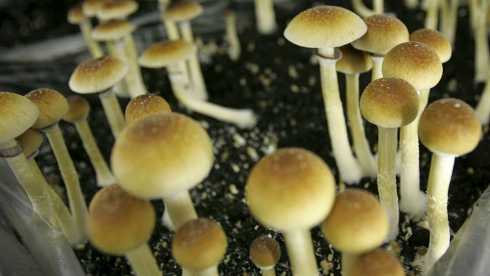 Magic Mushroom Psychadelic Drugs