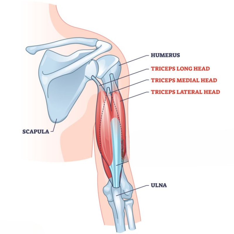 Illustration of triceps muscle anatomy.