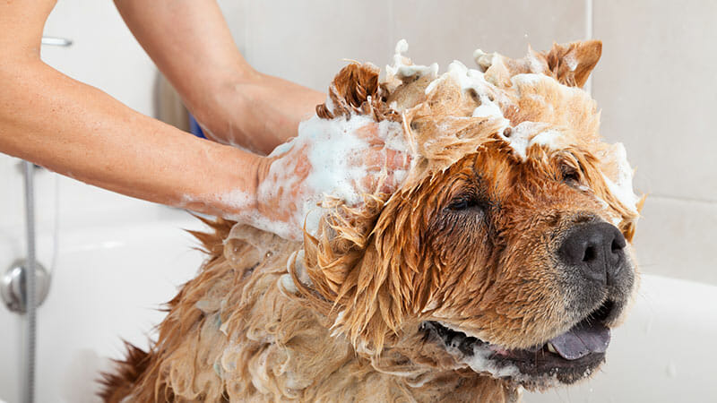 bathe your dog, dog shampoo