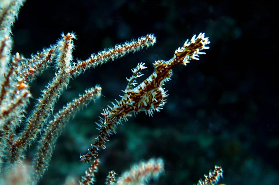 Ornate Ghost Pipefish blending into its surroundings
