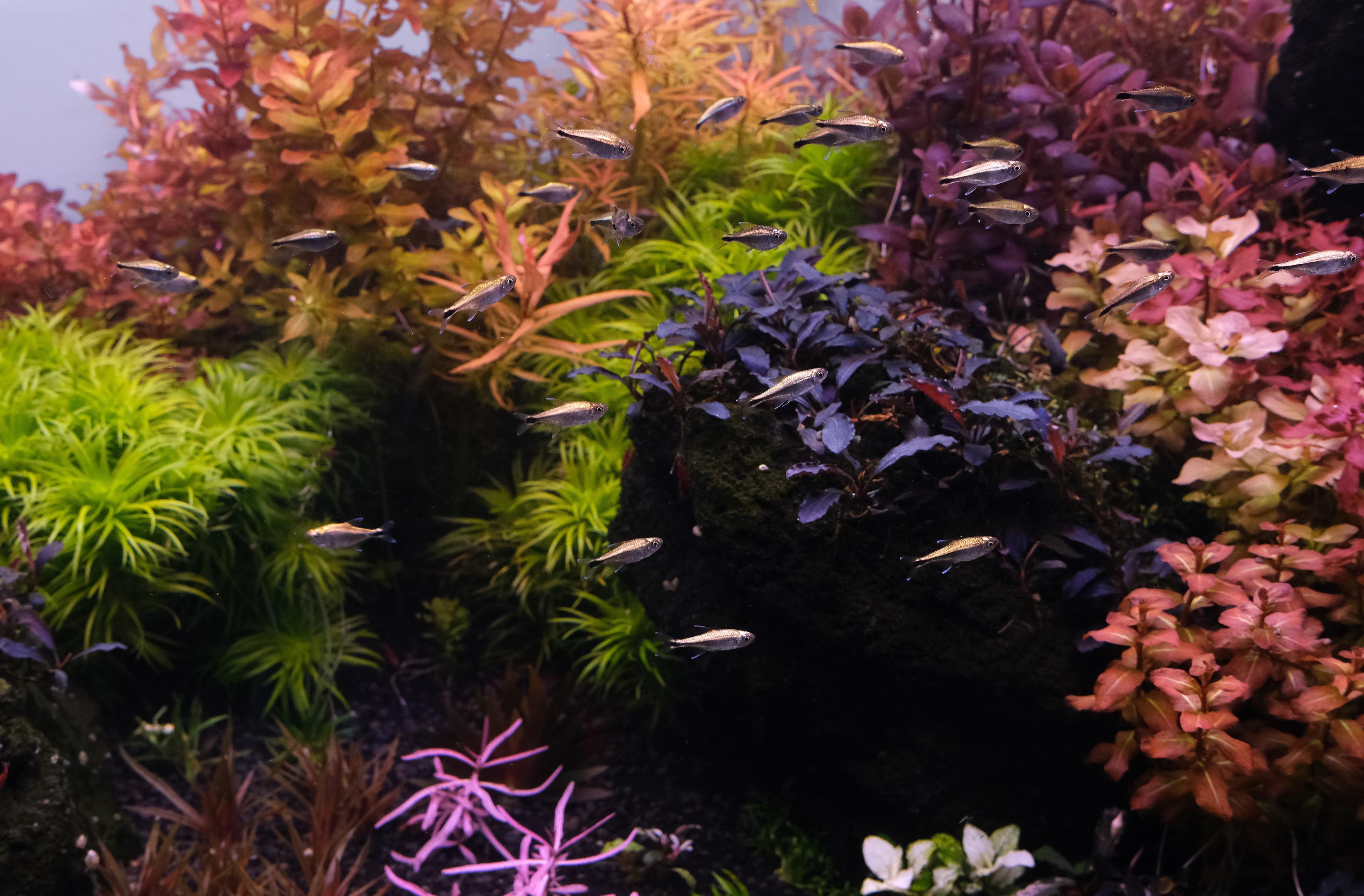 School of Golden Tetras (Hemigrammus rodwayi) against rare plants in a planted aquarium