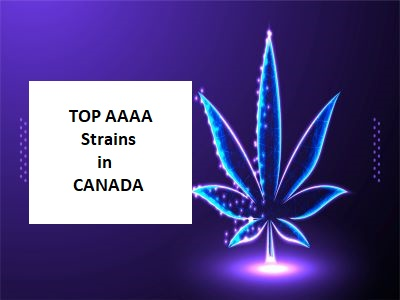 Top AAAA strains in Canada