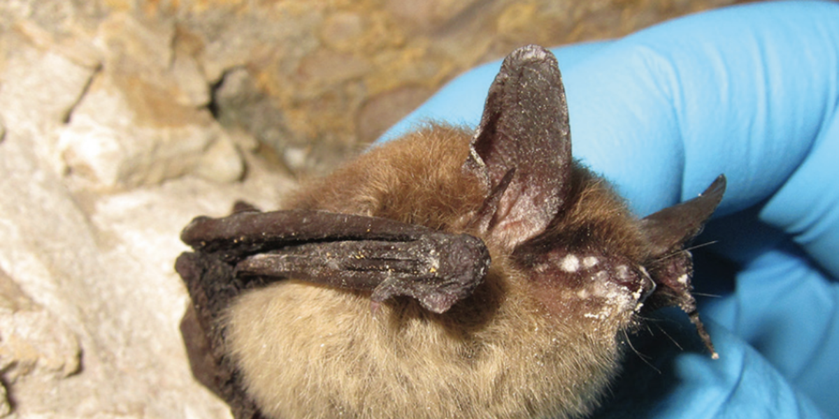 interesting animals in new hampshire