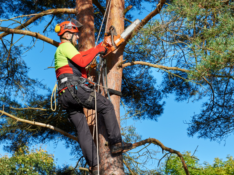 Image showing an expert arborist performing tree maintenance on a golf course.